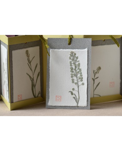 Baccello book - Erba storna