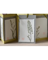 Baccello book - Erba storna