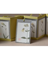 Baccello book - Silene vulgaris