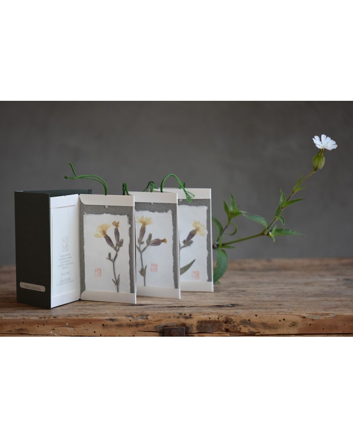 Baccello book - Silene latifolia